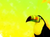 fond écran Toucan