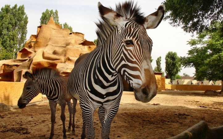 fond d'ecran gratuit zebre