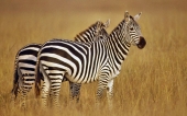 miniature 03-zebre