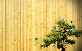 fond écran Arbre et papillons