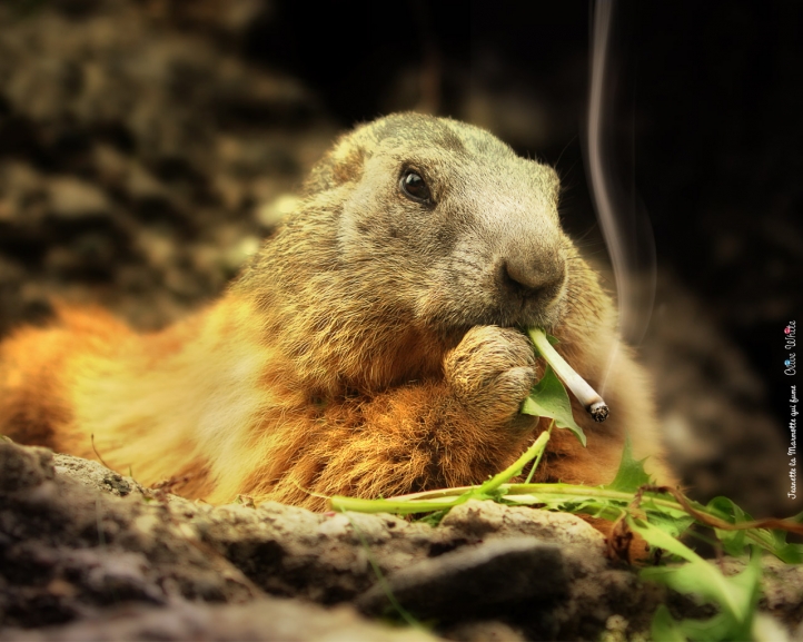 Jeanette la Marmotte qui fume fond écran wallpaper