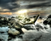 fond écran oiseaux sur plage