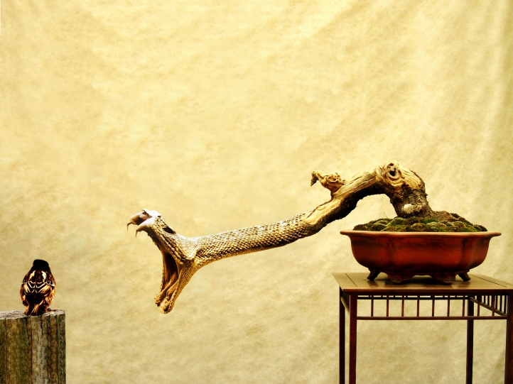 serpent-branche fond écran wallpaper