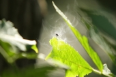 fond écran mouche magique