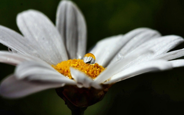 139-fleur fond écran wallpaper