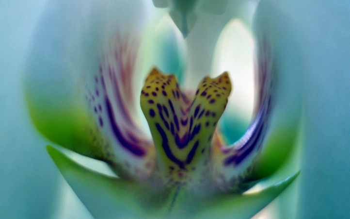 230-fleur fond écran wallpaper