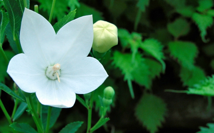 67-fleur fond écran wallpaper