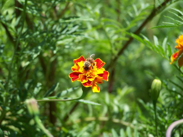 Abeille sur fleur fond écran wallpaper