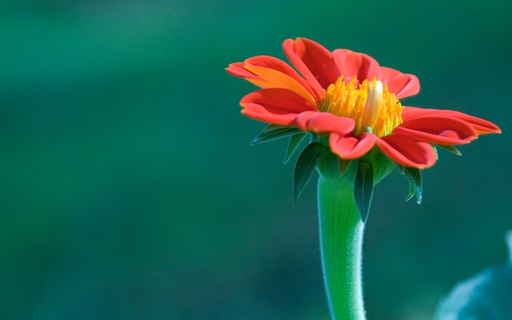 Fleur Rouge fond écran wallpaper