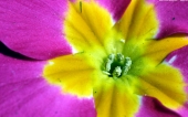 miniature 02-belle fleur