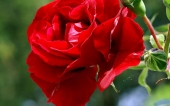 miniature 116-fleur