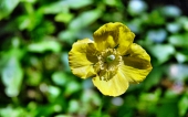 miniature 132-fleur
