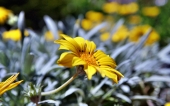 miniature 135-fleur