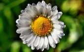 miniature 137-fleur