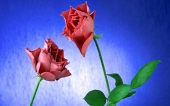 miniature 143-fleur