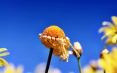 miniature 144-fleur