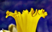 miniature 147-fleur
