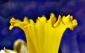 miniature 147-fleur