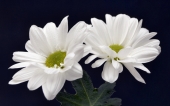 miniature 156-fleur
