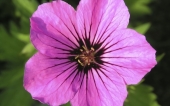 miniature 17- fleur
