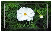 miniature 182-fleur