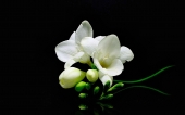 miniature 183-fleur