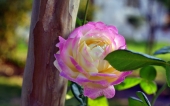 miniature 186-fleur