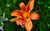 miniature 187-fleur