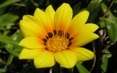 miniature 20- fleur