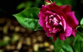 miniature 217-fleur