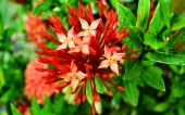 miniature 218-fleur