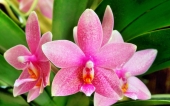 miniature 219-fleur