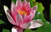 miniature 221-fleur