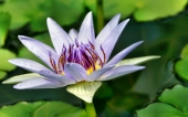 miniature 222-fleur