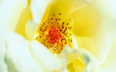 miniature 223-fleur