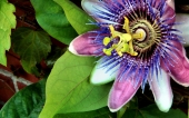 miniature 224-fleur