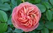miniature 225-fleur