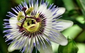 miniature 226-fleur