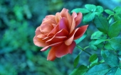 miniature 228-fleur