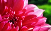 miniature 229-fleur