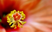 miniature 232-fleur