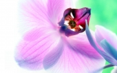 miniature 234-fleur