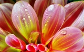 miniature 235-fleur