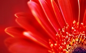 miniature 236-fleur