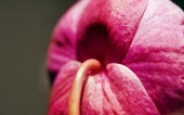 miniature 237-fleur