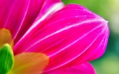 miniature 238-fleur
