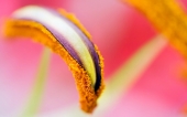 miniature 239-fleur