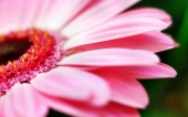 miniature 240-fleur