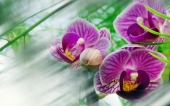 miniature 241-fleur