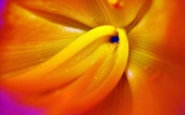 miniature 242-fleur